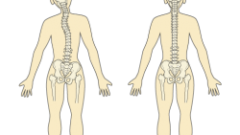 背骨の歪みは脳や神経の働きを阻害する たかばたけ整骨院 自分で治る力を向上させる整体